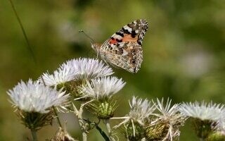 Пугающе снижается популяция бабочек в Албании