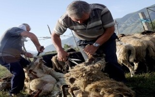 Стрижка овец в албанской деревне из-за высоких температур